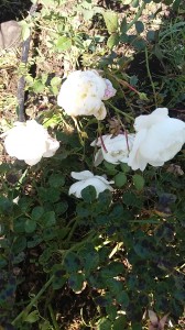 Почвопокровная роза ( белая) пионовидная, крупная